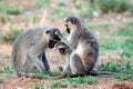 Three Vervet Monkeys preening each other