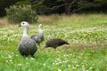 Three very beautiful ducks, geese goose in a park in Patagonia Royalty Free Stock Photo