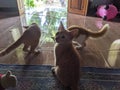 three very cute cats in the house