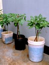 three very fertile paprica trees