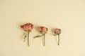 Three very similar dried flowers, roses, on a pastel beige background with a beautiful faded colors. Flat view, flat lay design. Royalty Free Stock Photo
