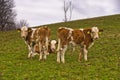 Three very young calves on a meadow at autumn