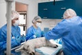 Three vet dentists feeling responsible while operating little dog