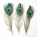 Three peacock feathers on a white background Royalty Free Stock Photo
