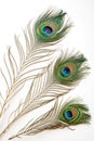 Three peacock feathers on a white background Royalty Free Stock Photo