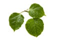 three vibrant green leaves with water drops,