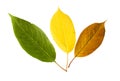 Three vibrant leaves of bird cherry tree