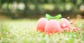 Three vibrant pink eggs with green bow knot in grass