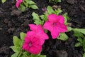 Three vibrant pink flowers of petunias Royalty Free Stock Photo