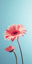 Minimalist Gerbera Mobile Wallpaper With Unreal Engine Rendering