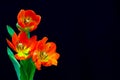 Three vibrant red color tulips against black background Royalty Free Stock Photo