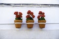 Three vibrant red geranium flowers in flowerpots hang in line from a white house wall