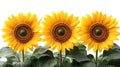 Three vibrant sunflowers in full bloom against a white background Royalty Free Stock Photo