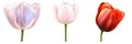 Three vibrant tulips displayed individually on isolated on white background Royalty Free Stock Photo