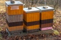 Three vibrant yellow, orange and pink beehives standing among dry fall leaves.