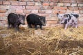 Three Vietnamese mini pigs in front of brick wall of pig pen