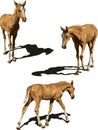 Three views of foal with shadows