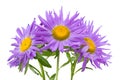 Three violet asters