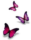 Three violet butterflies