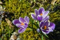 Three violet crocus flowers Royalty Free Stock Photo