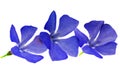 Three violet flowers.Closeup on white background. Isolated .