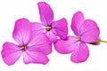 Three violet flowers.Closeup on white background. Isolated .