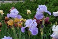 Three violet flowers of irises in the garden Royalty Free Stock Photo