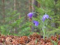 Three violet flowers and pinecones fores Royalty Free Stock Photo