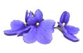 Three violet flowers on white isolated background Royalty Free Stock Photo