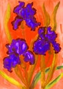 Three violet irises, watercolor