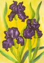 Three violet irises, watercolor