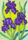 Three violet irises, watercolor