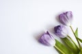 Three violet tulips laying on white background