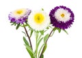 Three violet-white asters