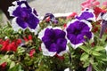 Three violet and white flowers of petunias Royalty Free Stock Photo