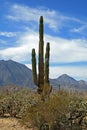 The three virgins volcanoes with cactus foreground Royalty Free Stock Photo