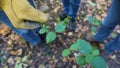 Gloved gardeners hand holds a cut honeysuckle vine