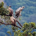 Three vulture sitting on top of an acacia tree Royalty Free Stock Photo