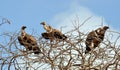 Three vultures