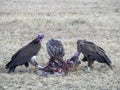 Three vultures feeding on a carcass at masai mara in kenya