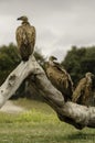 Three vultures on a tree.