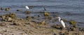 Three Wading Birds Posing on a Rocky Shore Royalty Free Stock Photo