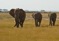 Three walking african Elephants