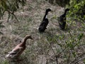 Three walking ducks, two black and one gray Royalty Free Stock Photo