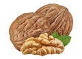 Walnut isolated closeup on white background with clipping path. Nut macro. Walnuts with leaf as package design element collection