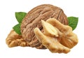 Three Walnut isolated closeup on white background with clipping path. Walnuts with leaf as package design element collection