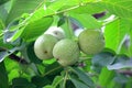 Three walnuts on a branch