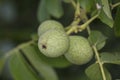 Three walnuts grow on the tree Royalty Free Stock Photo