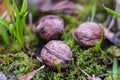 Three walnuts in moss, natural view