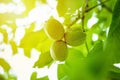 Three walnuts on tree branch close up Royalty Free Stock Photo